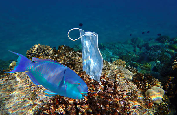 environmental impact of fast fashion